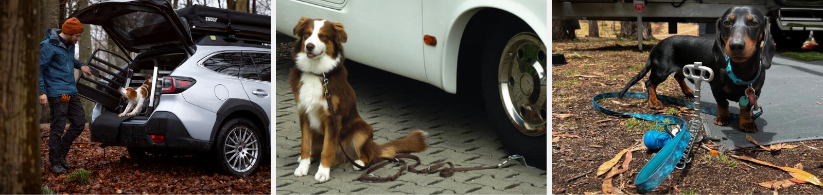 chien dog cage harnais niche camping transport travel